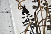 Detalle 2